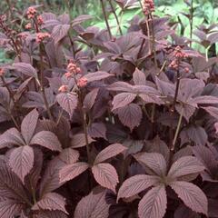 Rodgersie 'Chocolate Wings' - Rodgersia pinnata 'Chocolate Wings'