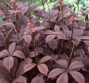 Rodgersie 'Chocolate Wings' - Rodgersia pinnata 'Chocolate Wings'