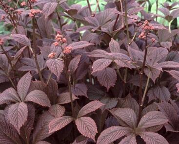 Rodgersie 'Chocolate Wings'