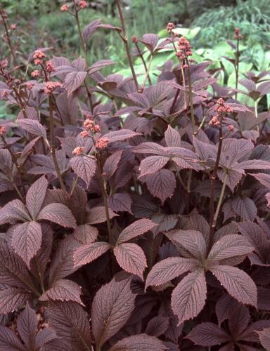 Rodgersie 'Chocolate Wings' - Rodgersia pinnata 'Chocolate Wings'