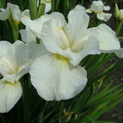 Kosatec 'Gull's Wing' - Iris sibirica 'Gull's Wing'