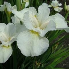 Kosatec 'Gull's Wing' - Iris sibirica 'Gull's Wing'