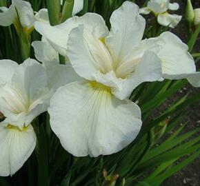 Kosatec 'Gull's Wing' - Iris sibirica 'Gull's Wing'