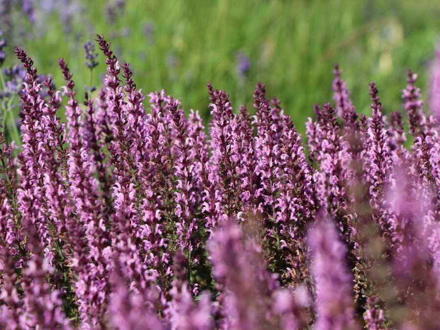 Šalvěj luční 'Pink Delight' - Salvia pratensis 'Pink Delight'