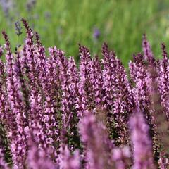 Šalvěj luční 'Pink Delight' - Salvia pratensis 'Pink Delight'