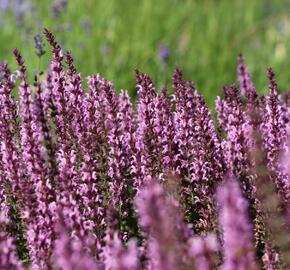 Šalvěj luční 'Pink Delight' - Salvia pratensis 'Pink Delight'