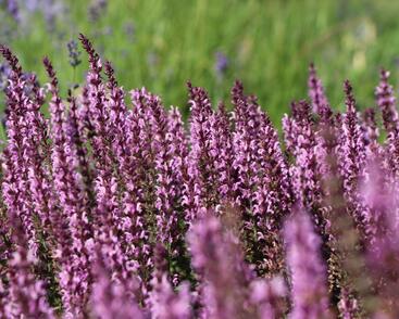 Šalvěj luční 'Pink Delight'