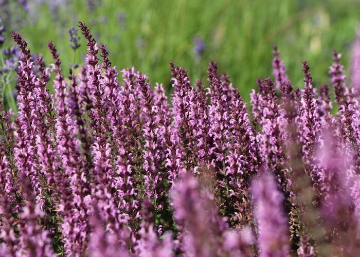 Šalvěj luční 'Pink Delight' - Salvia pratensis 'Pink Delight'