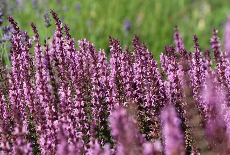 Šalvěj luční 'Pink Delight' - Salvia pratensis 'Pink Delight'