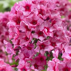 Plamenka latnatá 'Red Caribbean' - Phlox paniculata 'Red Caribbean'