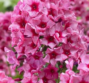 Plamenka latnatá 'Red Caribbean' - Phlox paniculata 'Red Caribbean'