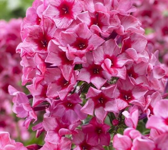 Plamenka latnatá 'Red Caribbean' - Phlox paniculata 'Red Caribbean'