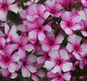 Plamenka latnatá 'Neon Flare' - Phlox paniculata 'Neon Flare'