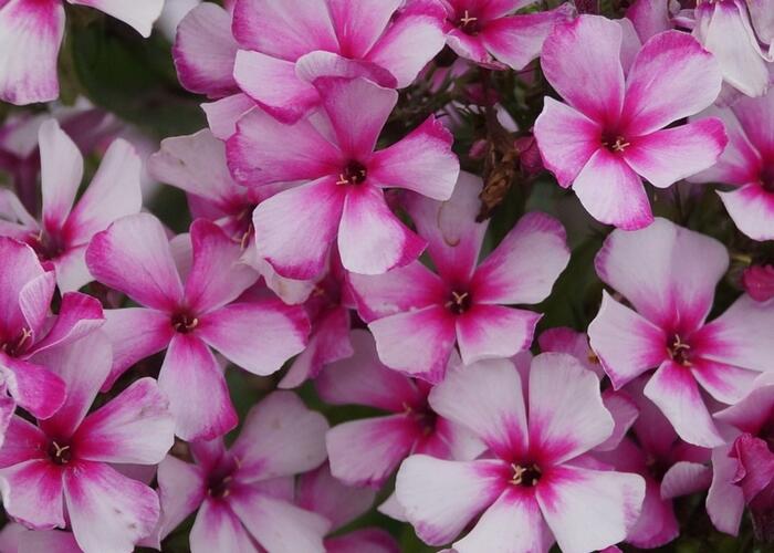 Plamenka latnatá 'Neon Flare' - Phlox paniculata 'Neon Flare'
