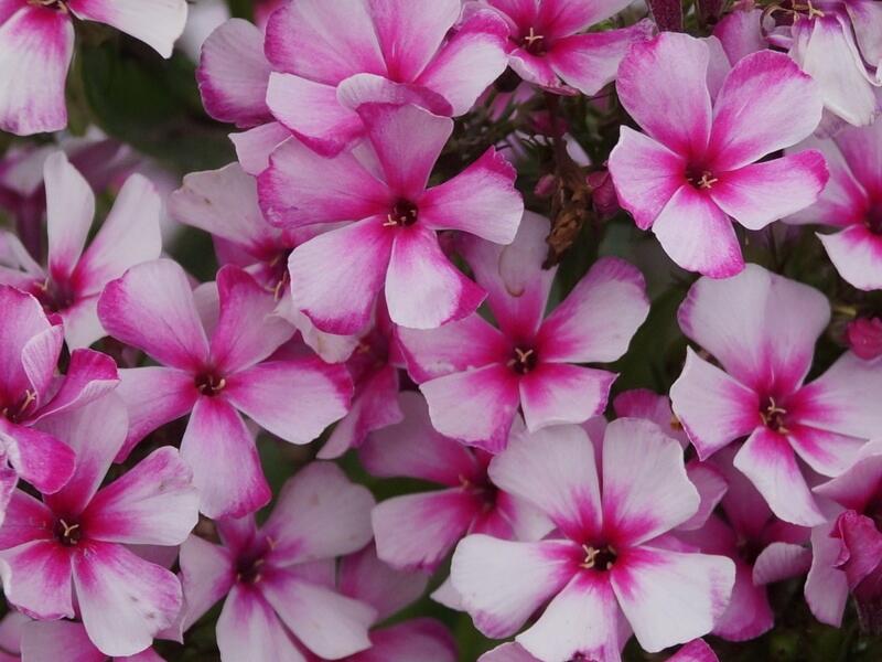 Plamenka latnatá 'Neon Flare' - Phlox paniculata 'Neon Flare'