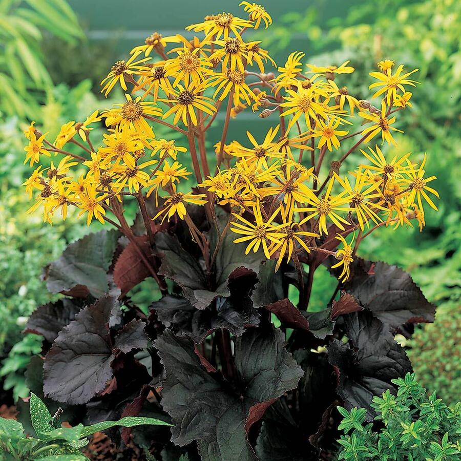 Popelivka zoubkovaná 'Dark Beauty' - Ligularia dentata 'Dark Beauty'