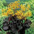 Popelivka zoubkovaná 'Dark Beauty' - Ligularia dentata 'Dark Beauty'