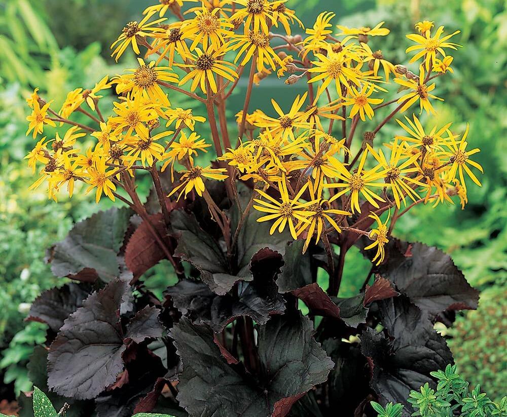 Popelivka zoubkovaná 'Dark Beauty' - Ligularia dentata 'Dark Beauty'