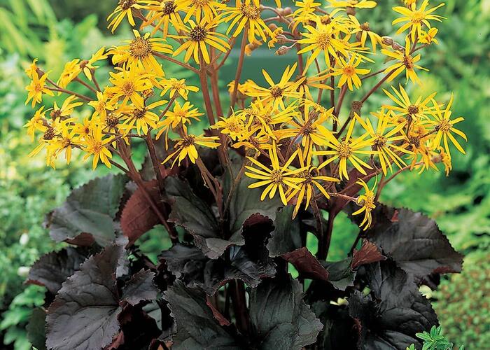 Popelivka zoubkovaná 'Dark Beauty' - Ligularia dentata 'Dark Beauty'