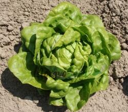 Salát hlávkový 'Safír' - Lactuca sativa var. capitata 'Safír'
