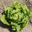 Salát hlávkový 'Safír' - Lactuca sativa var. capitata 'Safír'