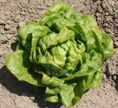 Salát hlávkový 'Safír' - Lactuca sativa var. capitata 'Safír'