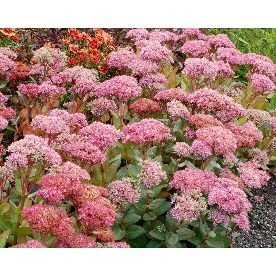 Rozchodník nachový 'Birthday Party' - Sedum telephium 'Birthday Party'