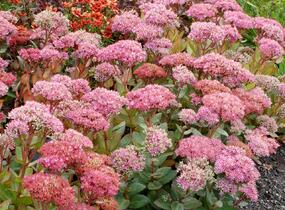 Rozchodník nachový 'Birthday Party' - Sedum telephium 'Birthday Party'