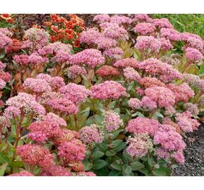 Rozchodník nachový 'Birthday Party' - Sedum telephium 'Birthday Party'