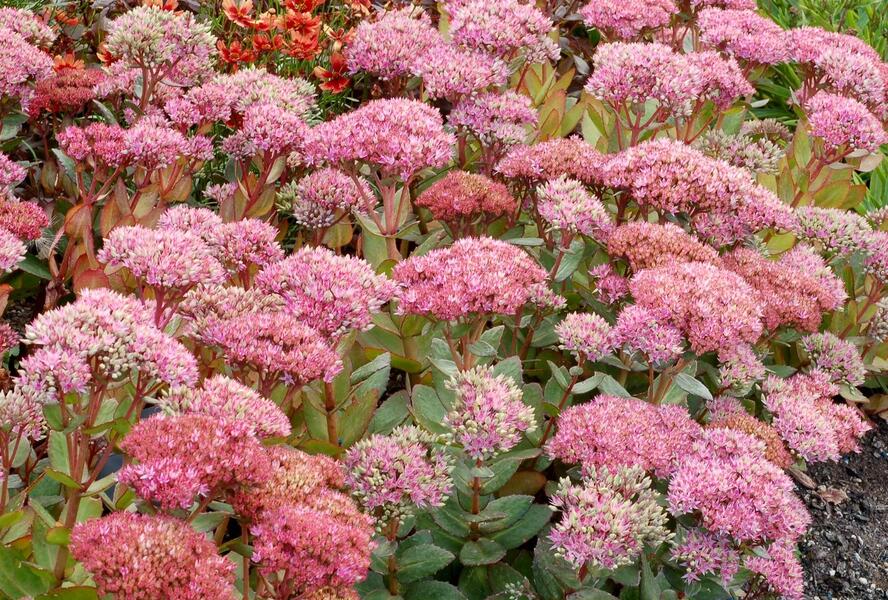 Rozchodník nachový 'Birthday Party' - Sedum telephium 'Birthday Party'