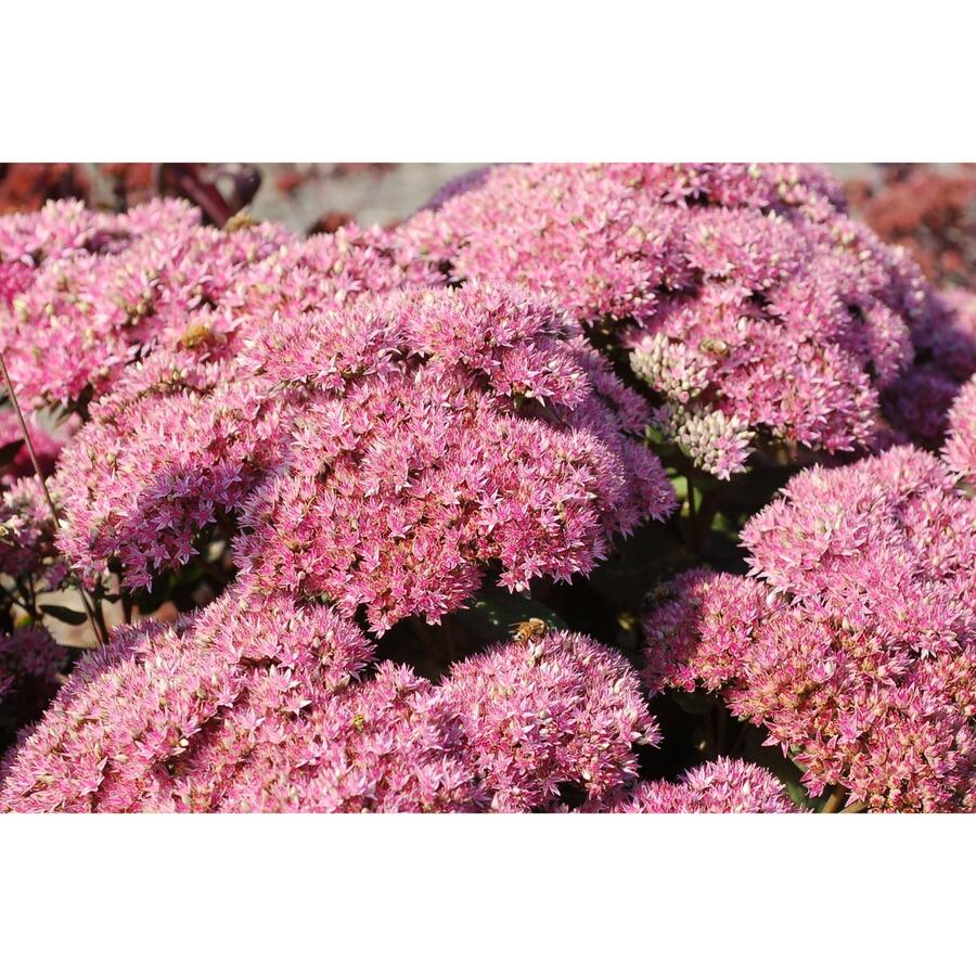 Rozchodník nachový 'Birthday Party' - Sedum telephium 'Birthday Party'