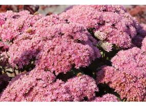 Rozchodník nachový 'Birthday Party' - Sedum telephium 'Birthday Party'
