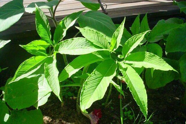 Užovník nící - Sauromatum venosum