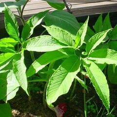 Užovník nící - Sauromatum venosum