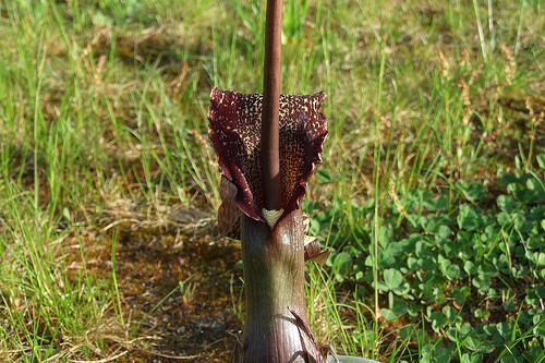 Užovník nící - Sauromatum venosum