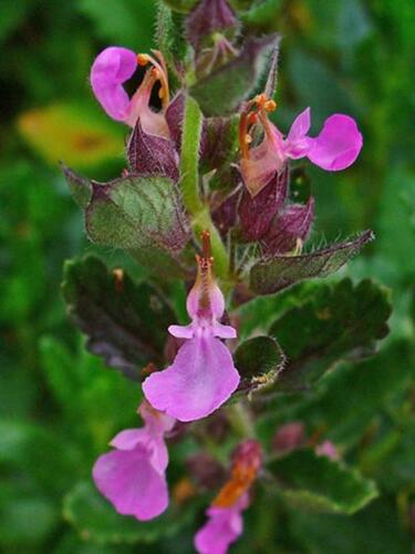 Ožanka kalamandra 'Wildform' - Teucrium chamaedrys 'Wildform'