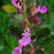 Ožanka kalamandra 'Wildform' - Teucrium chamaedrys 'Wildform'