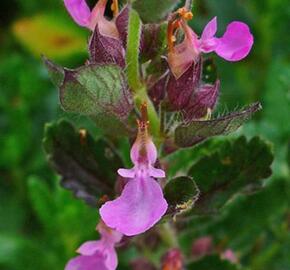 Ožanka kalamandra 'Wildform' - Teucrium chamaedrys 'Wildform'