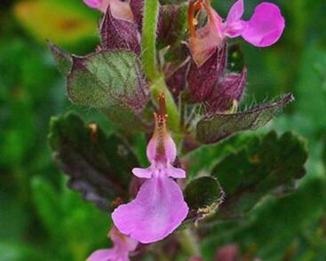Ožanka kalamandra 'Wildform'