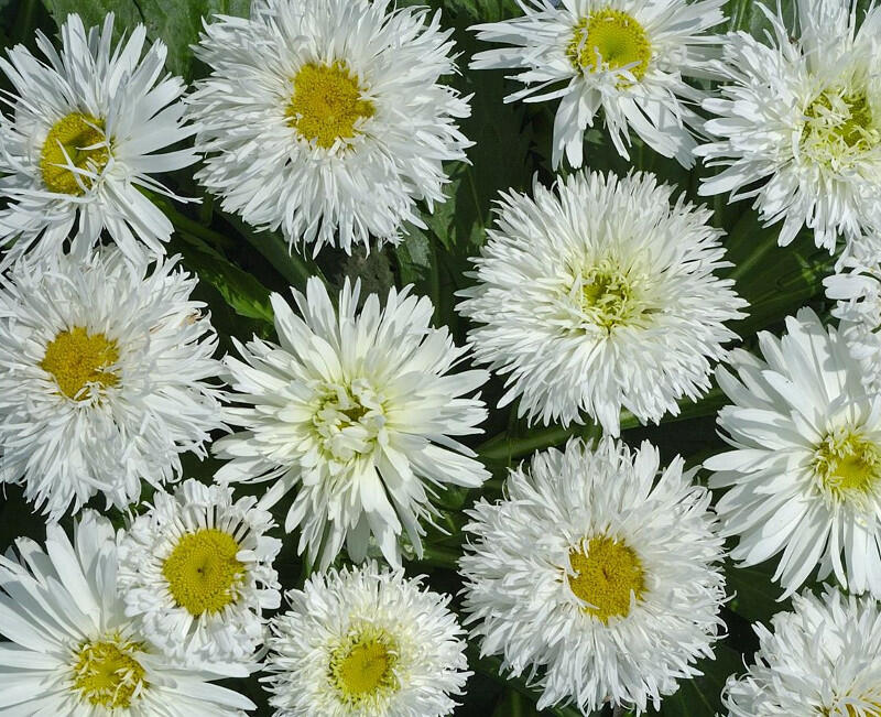 Kopretina velkokvětá 'Crazy Daisy' - Leucanthemum x superbum 'Crazy Daisy'