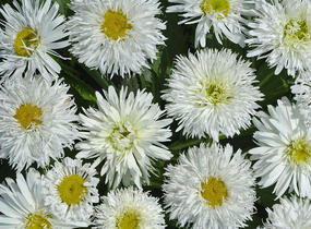 Kopretina velkokvětá 'Crazy Daisy' - Leucanthemum x superbum 'Crazy Daisy'