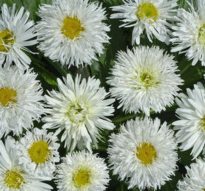 Kopretina velkokvětá 'Crazy Daisy' - Leucanthemum x superbum 'Crazy Daisy'