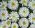 Kopretina velkokvětá 'Crazy Daisy'