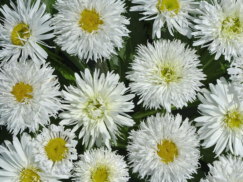 Kopretina velkokvětá 'Crazy Daisy' - Leucanthemum x superbum 'Crazy Daisy'