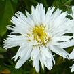 Kopretina velkokvětá 'Crazy Daisy' - Leucanthemum x superbum 'Crazy Daisy'