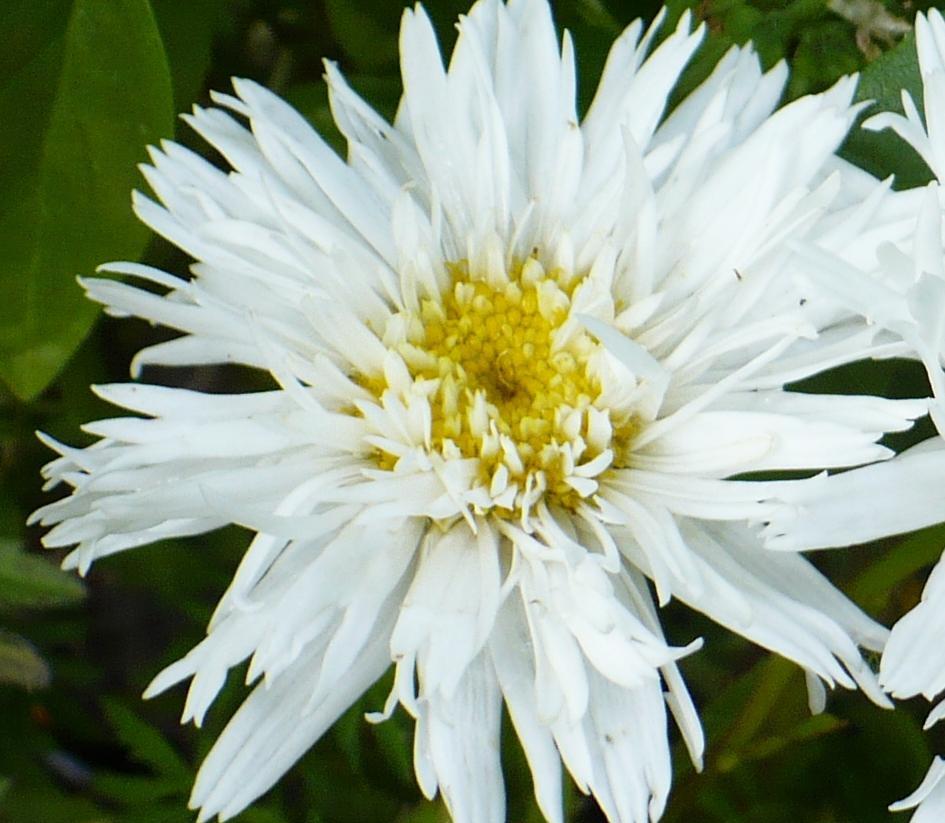 Kopretina velkokvětá 'Crazy Daisy' - Leucanthemum x superbum 'Crazy Daisy'