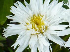 Kopretina velkokvětá 'Crazy Daisy' - Leucanthemum x superbum 'Crazy Daisy'