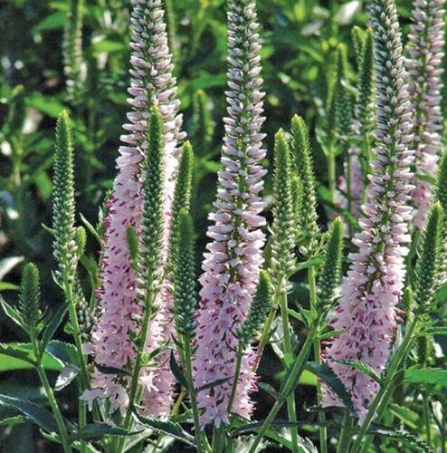 Rozrazil klasnatý 'Harmony Pink Harmony' - Veronica spicata 'Harmony Pink Harmony'