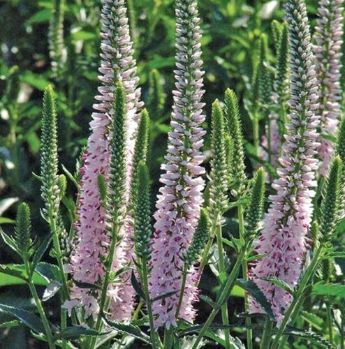 Rozrazil klasnatý 'Pink Harmony' - Veronica spicata 'Pink Harmony'