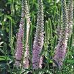 Rozrazil klasnatý 'Pink Harmony' - Veronica spicata 'Pink Harmony'